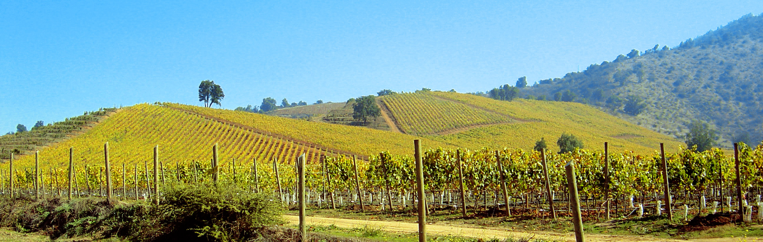 CHILE_chardonnay-vineyards-1513203